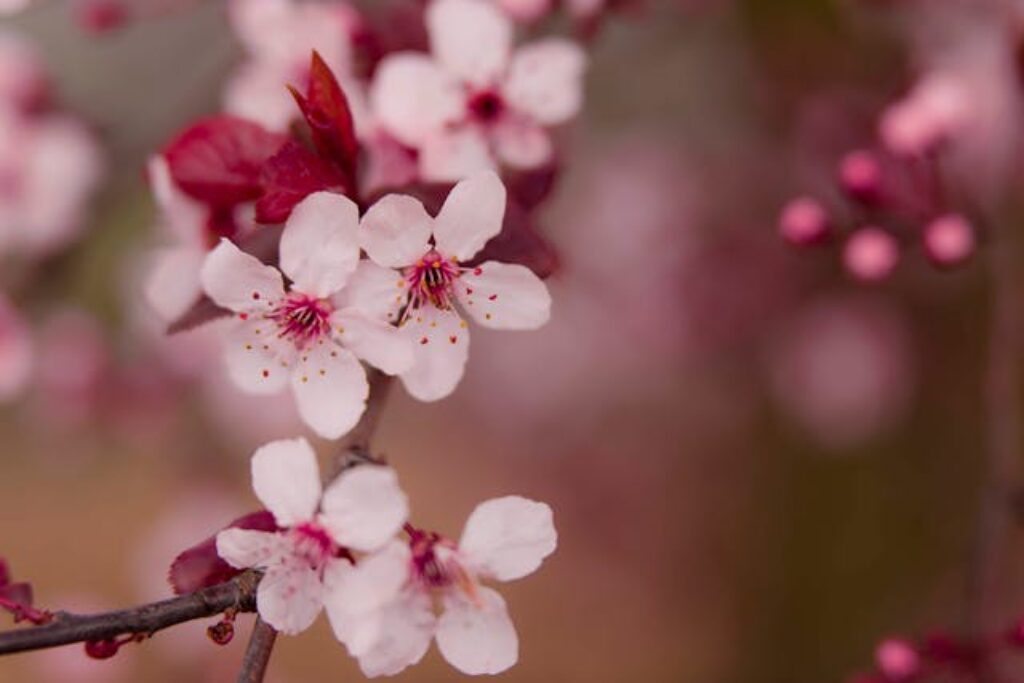 桃花, 居家擺設